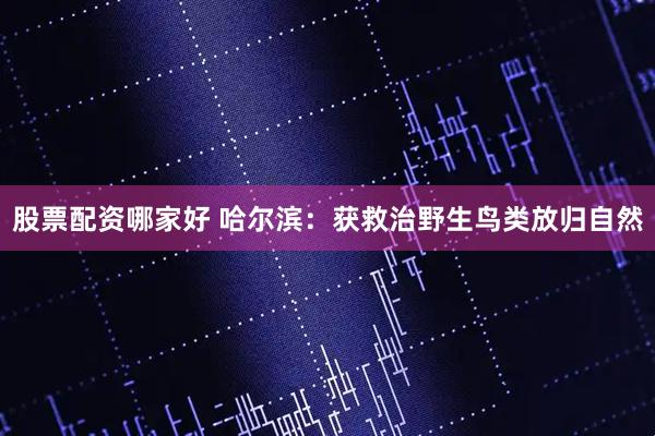 股票配资哪家好 哈尔滨：获救治野生鸟类放归自然