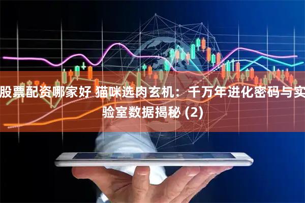 股票配资哪家好 猫咪选肉玄机：千万年进化密码与实验室数据揭秘 (2)