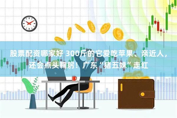 股票配资哪家好 300斤的它爱吃苹果、亲近人，还会点头鞠躬！广东“猪五妹”走红